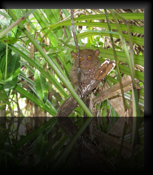 Bohol-Tarsier-14